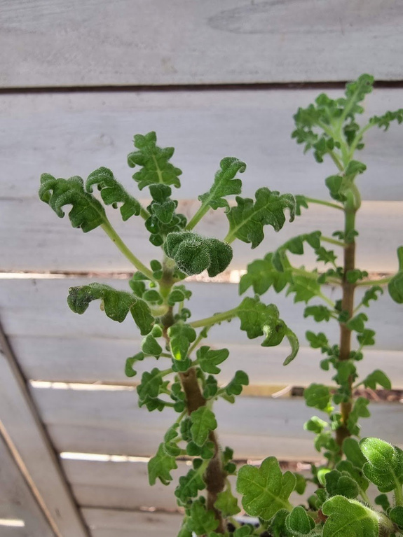 Plektrantus paczulowy „Venturi”