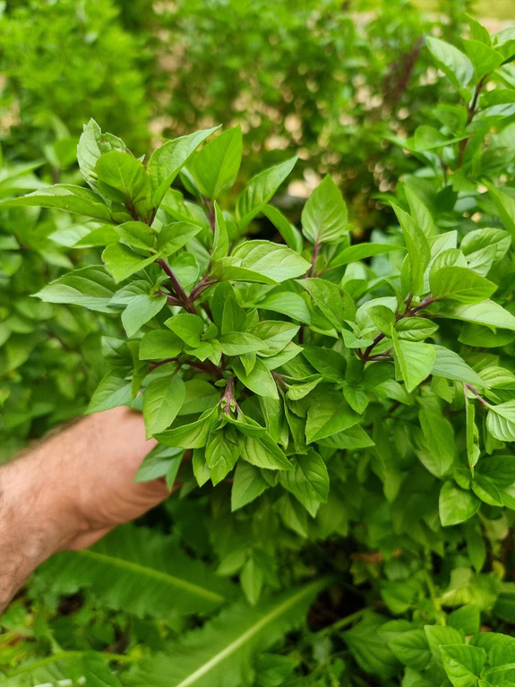 Bazylia tajska drzewiasta „Everleaf Thai Towers”