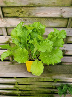 Musztardowiec chiński „Southern Giant Curled"