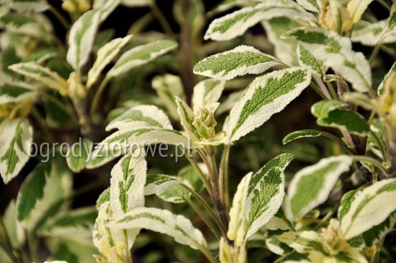 Szałwia trzykolorowa