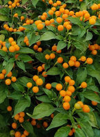 Papryka peruwiańska pikantna „Aji Charapita"