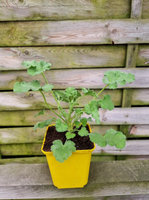 Pelargonia zapachowa „Isko Mint"
