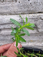 Cząber górski różowy „Satyrion"