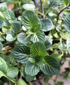 Mięta belgijska „Ouweneelii”