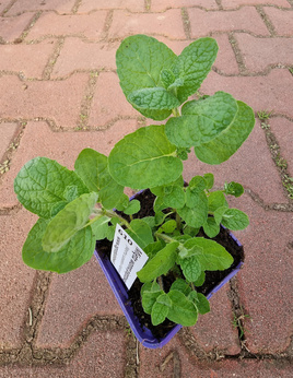 Mięta wonna pieprzowa Dewódzki