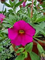 Kalibrachoa „Superbells Unique Dark Pink"