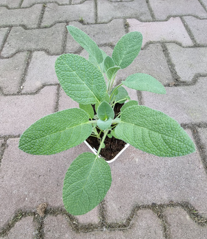 Szałwia „Berggarten''