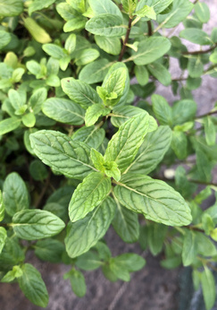 Mięta zielona „Brundall”