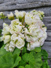 Pelargonia „Rosebud Midori Buke"