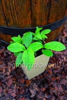 Hortensja japońska herbaciana