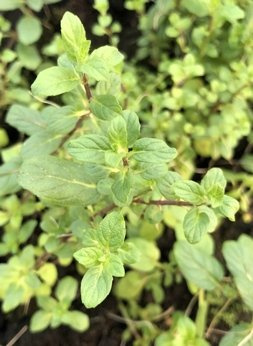 Mięta długolistna karłowa