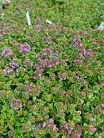 Macierzanka wczesna „Pygmaeus"