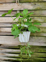 Poziomka zwisająca „Attila”