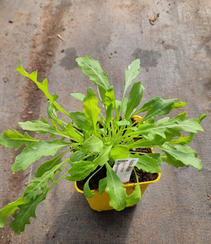 Rukola włoska oliwkowa