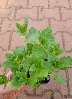 Mięta rumiankowa Dewódzki