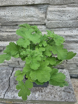 Pelargonia zapachowa “Andersonii”