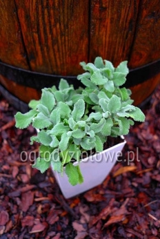 Szałwia kędzierzawa