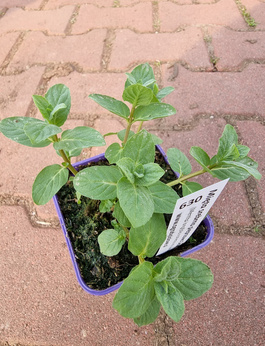 Mięta srebrna pieprzowa Dewódzki