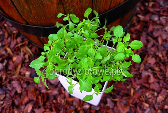 Bazylia drobnolistna