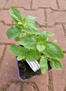 Mięta cynamonowa Dewódzki