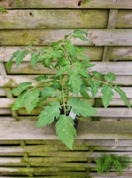 Pomidor zwisający cherry „Evita Basket F1"