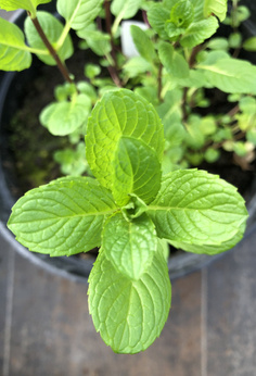 Mięta szwajcarska „Moospinte”