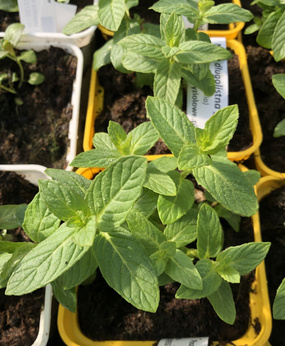 Mięta długolistna „Monte Baldo''