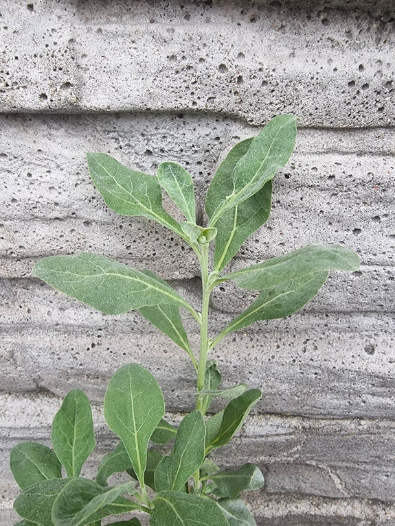 Krzew solny-Łoboda solniskowa