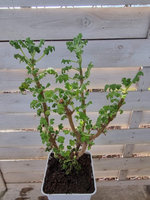 Plektrantus paczulowy „Venturi”