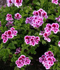 Pelargonia zapachowa cytrynowa  „Angel's Perfume”