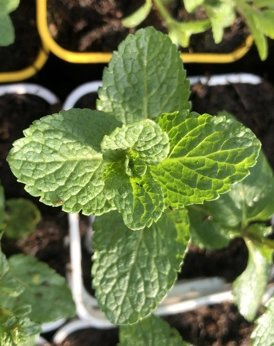 Mięta karbowana 'Priola'