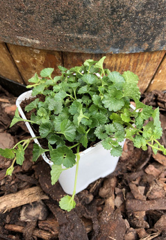 Bluszczyk kurdybanek