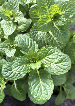 Mięta pieprzowa 'Mitcham II'