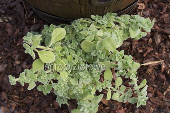 Oregano portorykańskie