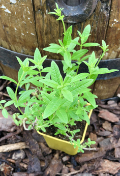 Werbena pomarańczowa