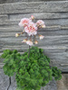 Pelargonia „Rosebud Rushmoor AVON"