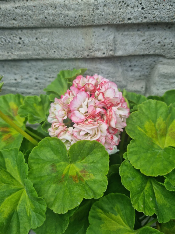 Pelargonia „Rosebud Happy Appleblossom"