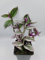 Trzykrotka „Nanouk”