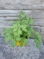 Wrotycz dalmatyński