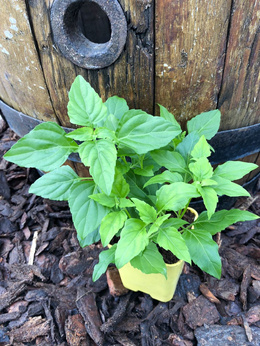 Bazylia „Madera” wieloletnia