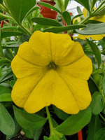 Kalibrachoa „Superbells Unique Golden Yellow"