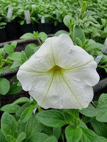 Petunia „Supertunia Vista Snowdrift"