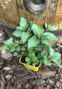 Mięta włoska „Mentuccia”