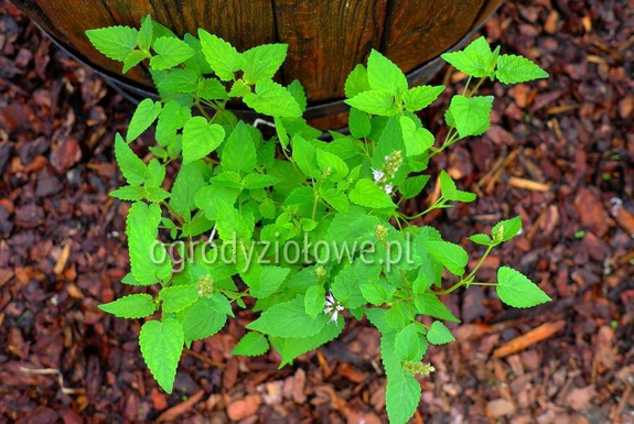 Kłosowiec koreański miętowy