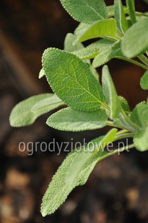 Szałwia lekarska „Culinaria ”