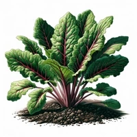 Cykoria sałatowa czerwona „Catalogna Italico”