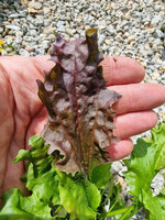 Babka zwyczajna purpurowa „Purple Perversion"