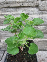 Pelargonia zapachowa cedrowa „Dorcas Brigham Lime”