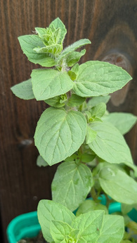 Oregano tureckie