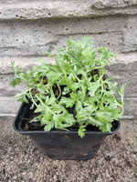 Bylica stepowa leśna